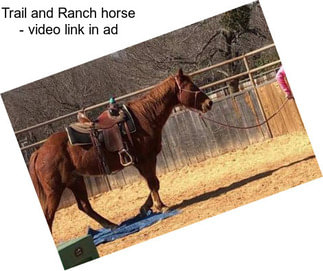 Trail and Ranch horse - video link in ad