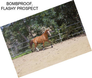 BOMBPROOF, FLASHY PROSPECT