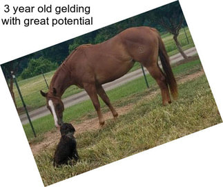 3 year old gelding with great potential