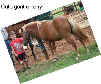 Cute gentle pony