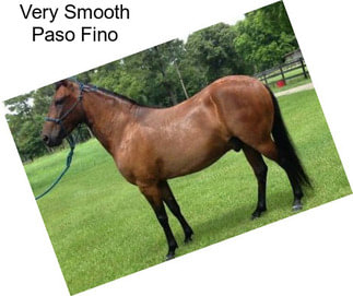 Very Smooth Paso Fino