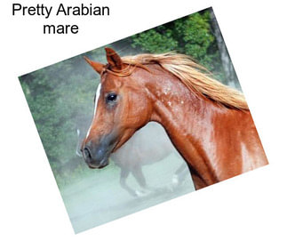 Pretty Arabian mare