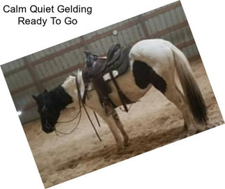 Calm Quiet Gelding Ready To Go