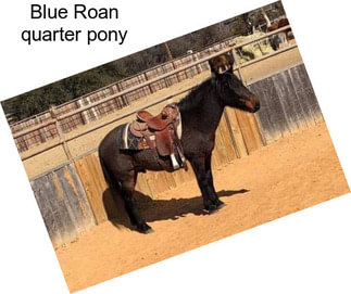 Blue Roan quarter pony