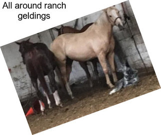 All around ranch geldings