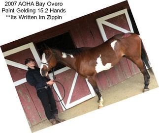 2007 AOHA Bay Overo Paint Gelding 15.2 Hands **Its Written Im Zippin\