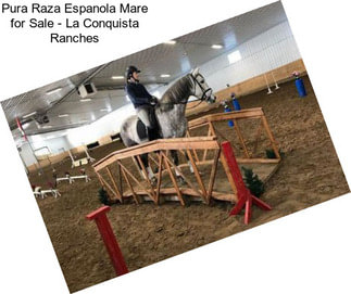 Pura Raza Espanola Mare for Sale - La Conquista Ranches