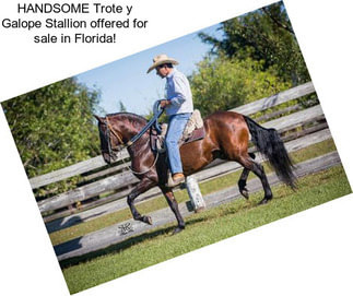HANDSOME Trote y Galope Stallion offered for sale in Florida!