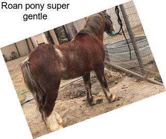 Roan pony super gentle