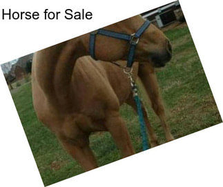 Horse for Sale