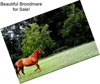 Beautiful Broodmare for Sale!