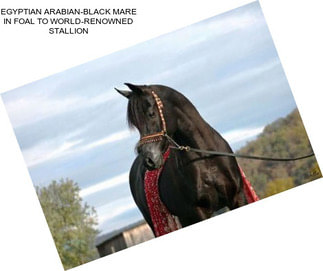 EGYPTIAN ARABIAN-BLACK MARE IN FOAL TO WORLD-RENOWNED STALLION