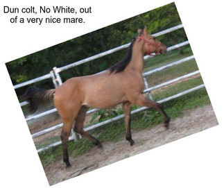 Dun colt, No White, out of a very nice mare.