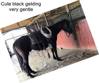 Cute black gelding very gentle