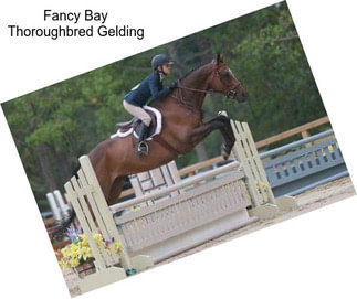 Fancy Bay Thoroughbred Gelding