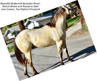 Beautiful Buttermilk Buckskin Roan, Ranch Broke and Ready to Start new Career, Top Stallion Prospect!