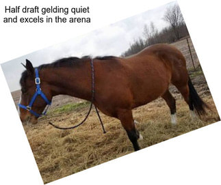 Half draft gelding quiet and excels in the arena