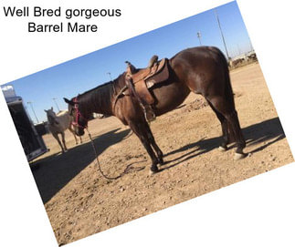 Well Bred gorgeous Barrel Mare