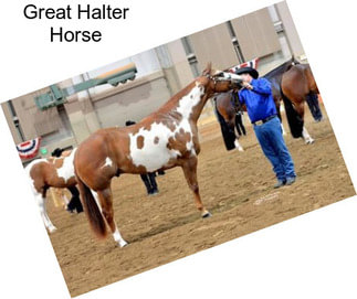 Great Halter Horse