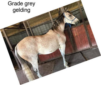 Grade grey gelding