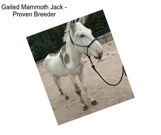Gaited Mammoth Jack - Proven Breeder