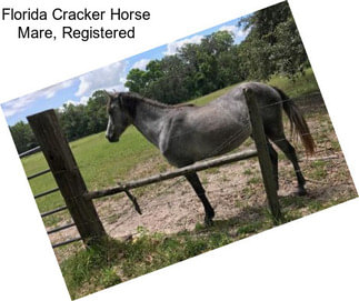 Florida Cracker Horse Mare, Registered