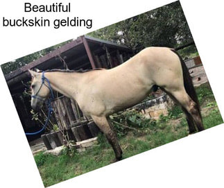 Beautiful buckskin gelding