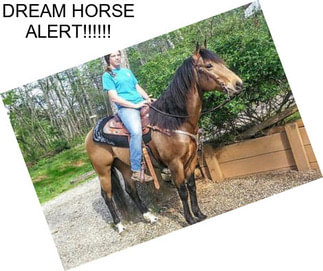 DREAM HORSE ALERT!!!!!!