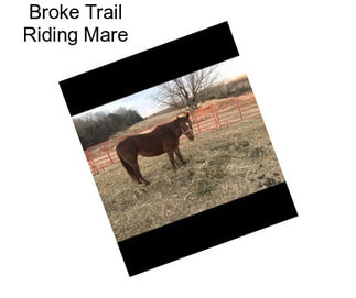 Broke Trail Riding Mare