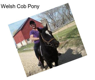 Welsh Cob Pony