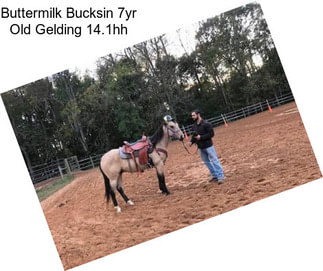 Buttermilk Bucksin 7yr Old Gelding 14.1hh