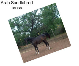 Arab Saddlebred cross