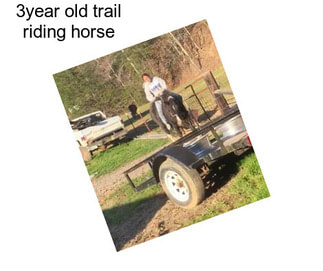 3year old trail riding horse