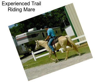 Experienced Trail Riding Mare