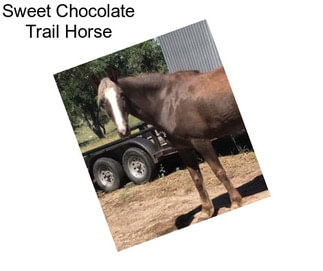 Sweet Chocolate Trail Horse