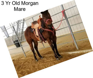 3 Yr Old Morgan Mare