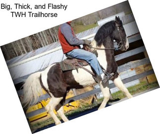 Big, Thick, and Flashy TWH Trailhorse