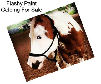 Flashy Paint Gelding For Sale