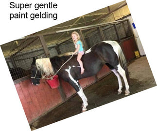 Super gentle paint gelding