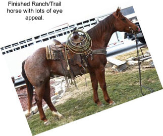 Finished Ranch/Trail horse with lots of eye appeal.