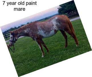 7 year old paint mare