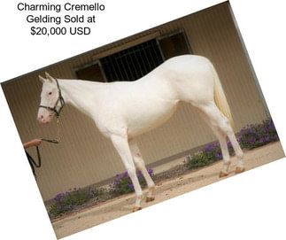 Charming Cremello Gelding Sold at $20,000 USD