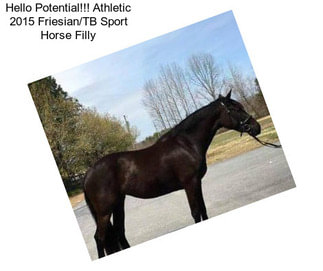 Hello Potential!!! Athletic 2015 Friesian/TB Sport Horse Filly