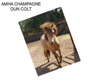 AMHA CHAMPAGNE DUN COLT