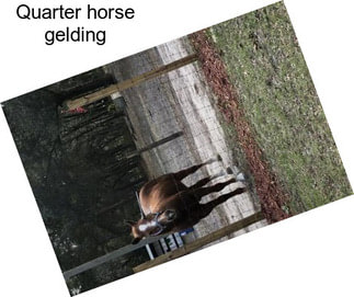 Quarter horse gelding