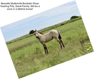 Beautiful Buttermilk Buckskin Roan Yearling Filly, Great Family, Will be a once in a lifetime horse!