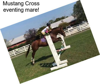 Mustang Cross eventing mare!