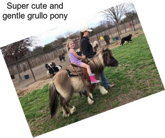Super cute and gentle grullo pony