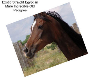 Exotic Straight Egyptian Mare Incredible Old Pedigree