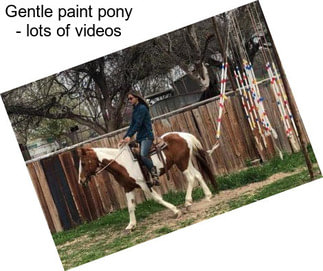 Gentle paint pony - lots of videos